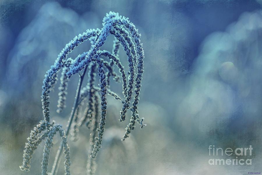 Frosted Grass Photograph by Eva Lechner