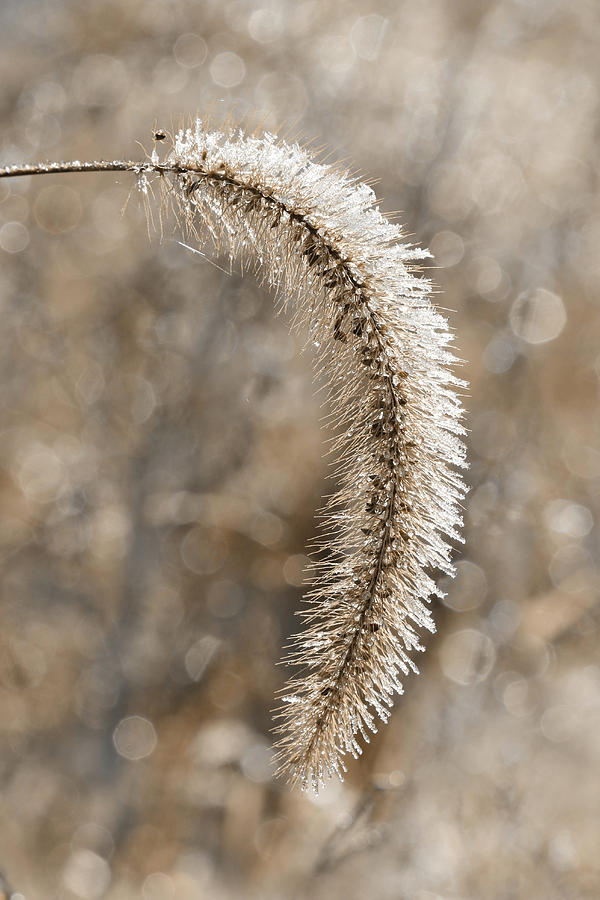 Frosted Grass Photograph by Lori Deiter