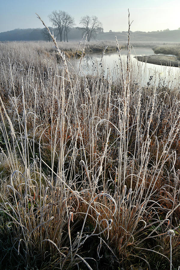 Frosted Grasses along Nippersink Creek Photograph by Ray Mathis