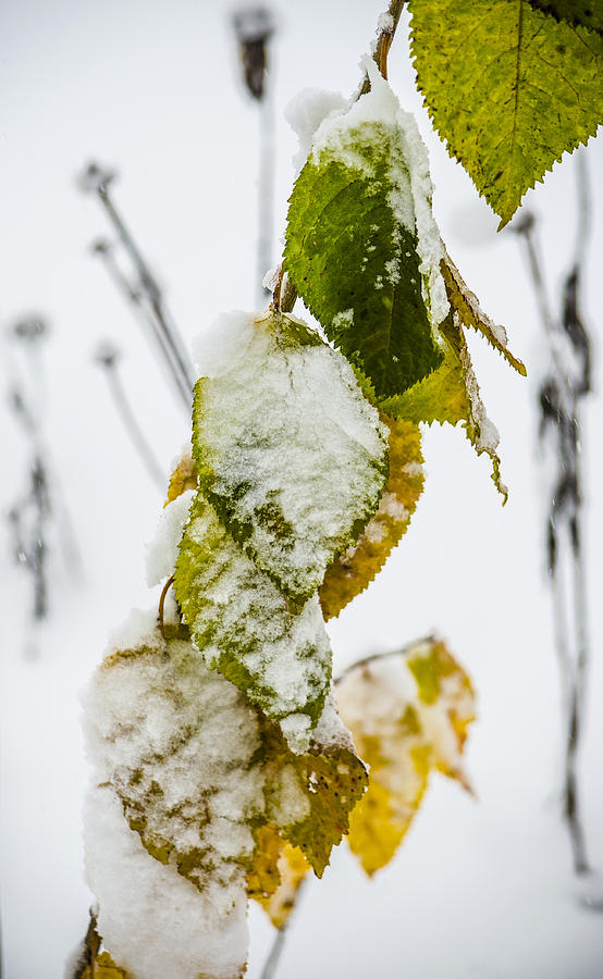 Frosted Green and Yellow Photograph by Deborah Smolinske
