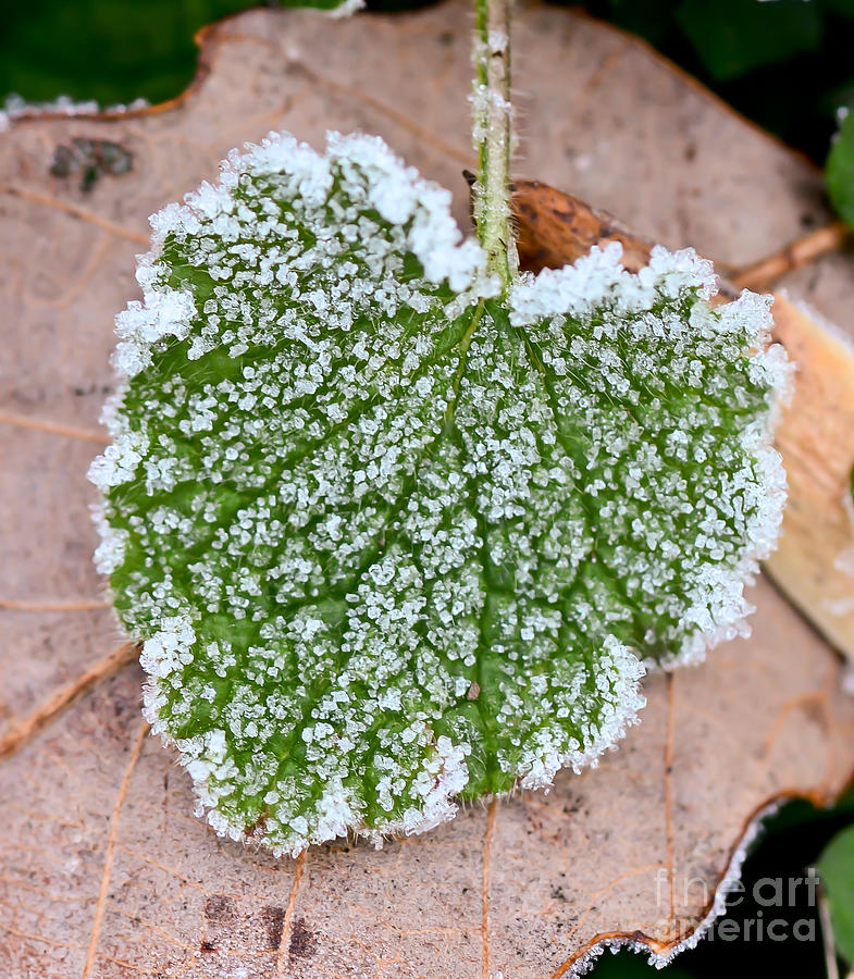 Nature Photograph - Frosted Heart by Kerri Farley