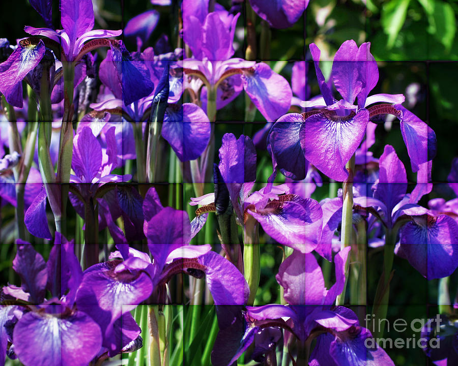 Frosted Irises Photograph by Smilin Eyes Treasures