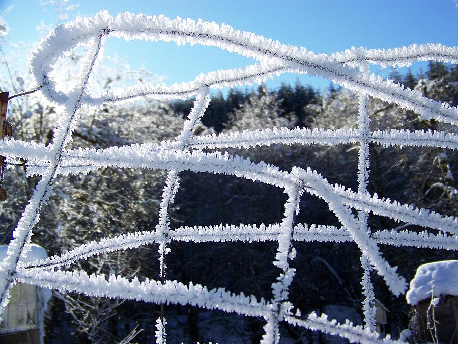 Twisted Frost Photograph by Julie Rauscher