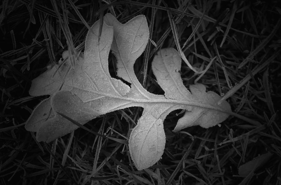 Frosted Leaf B n W Photograph by Richard Andrews