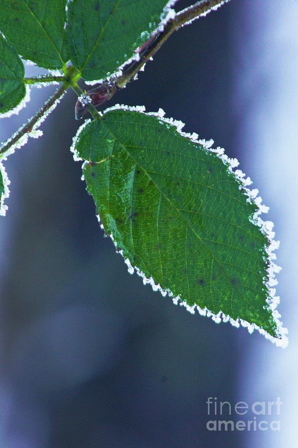 Frosted Leaf Photograph by Jill Greenaway