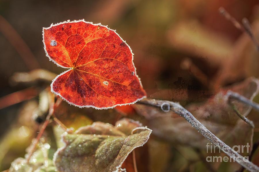 Frosted Leaves Photograph by Eva Lechner