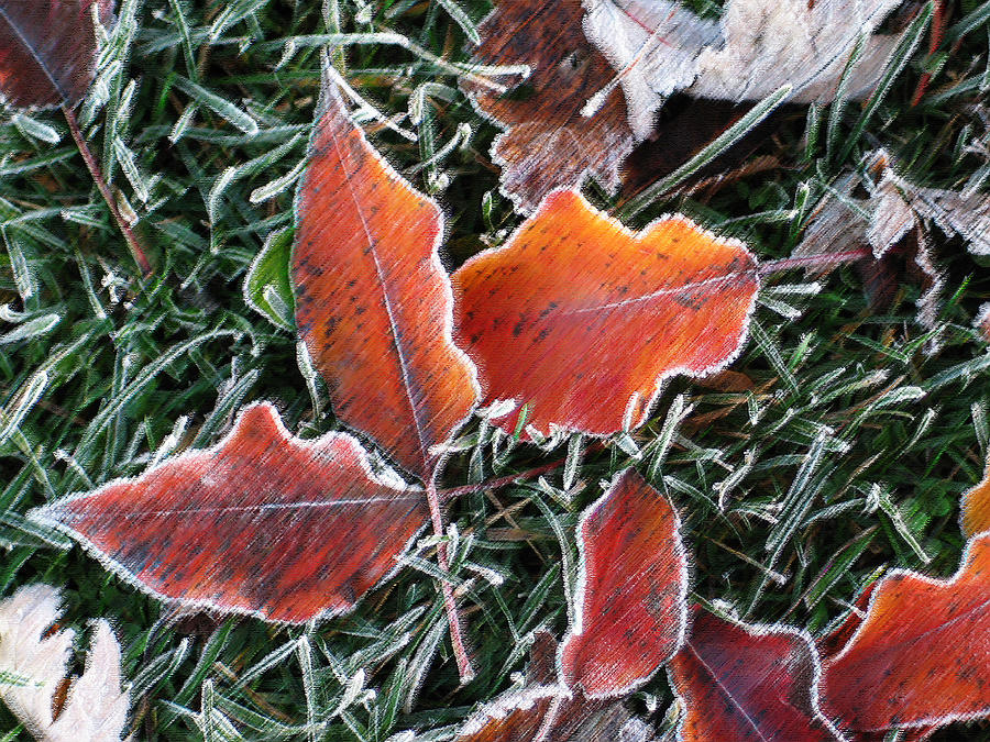 Frosted Leaves Photograph by Shari Jardina