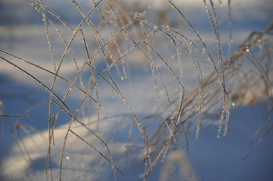 Frosted Lines Photograph by Randi Grace Nilsberg