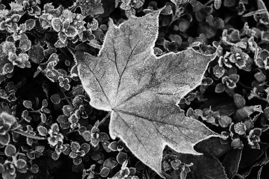 Frosted Maple Leaf. Black and White Photograph by Jenny Rainbow