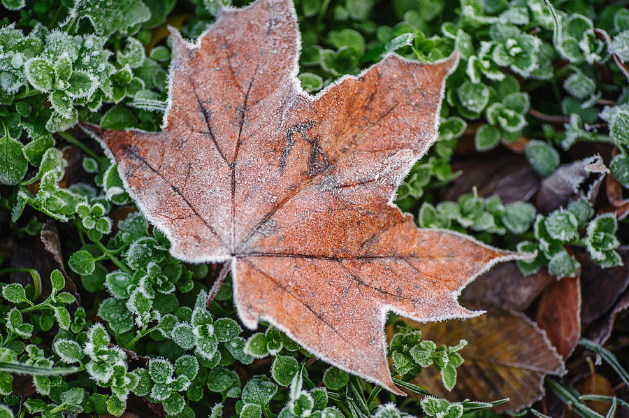 Frosted Maple Leaf Photograph by Jenny Rainbow