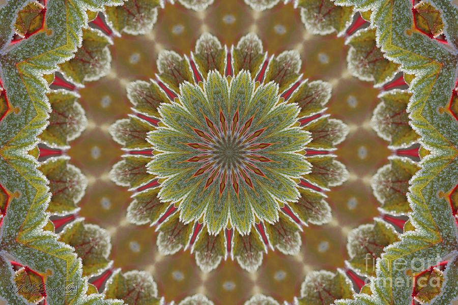 Frosted Maple Leaf Kaleidoscope Digital Art by J McCombie