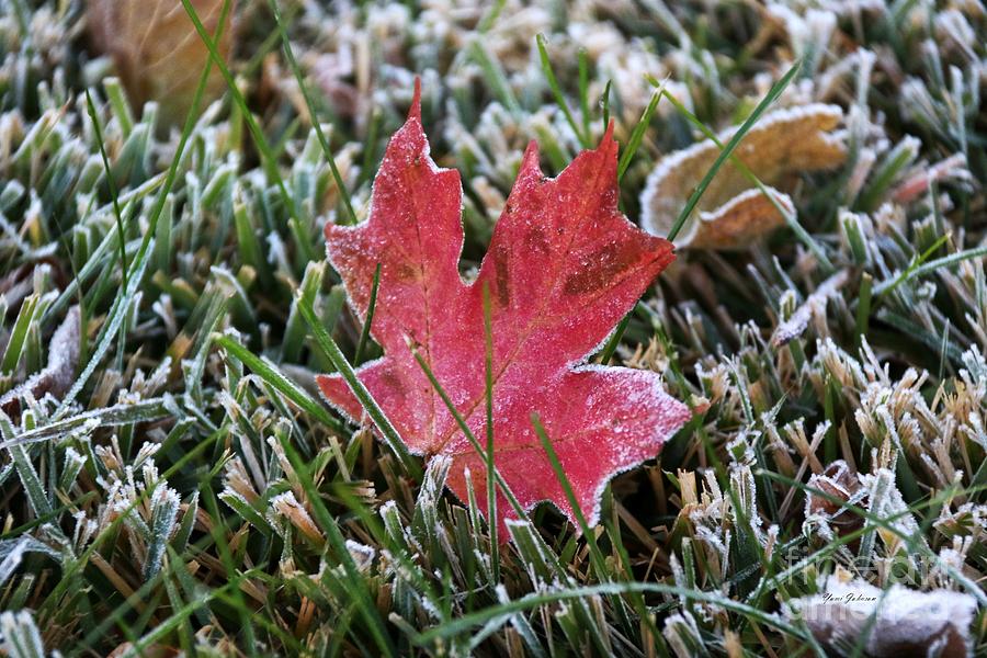 Frosted maple leaf  Photograph by Yumi Johnson
