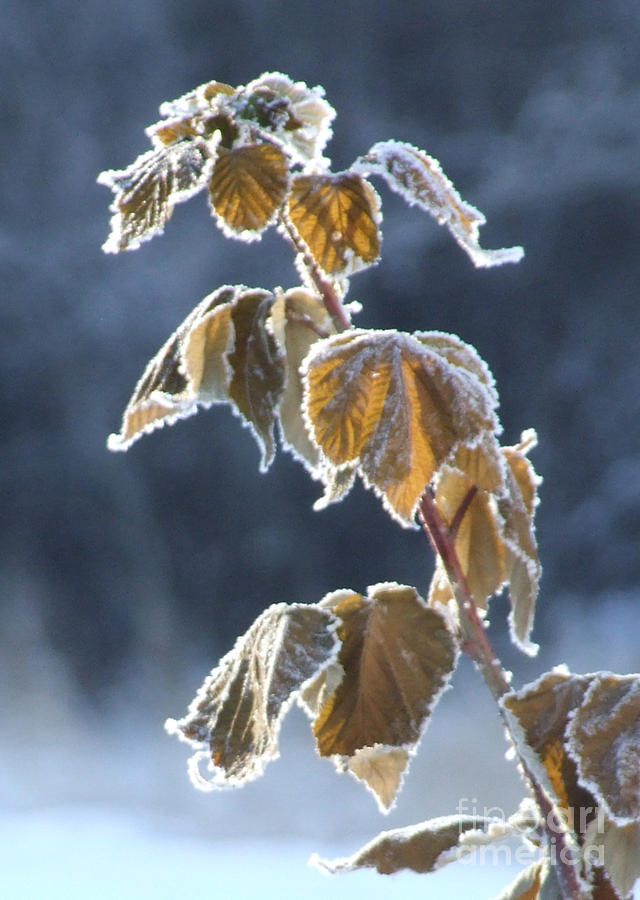 Frosted Photograph by Marianne NANA Betts