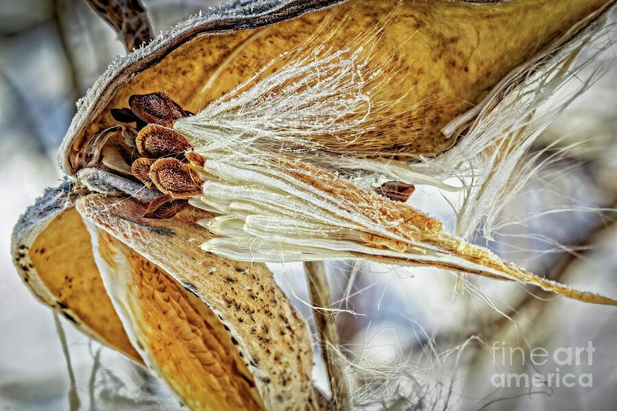Winter Photograph - Frosted Milkweed by Robert Alsop