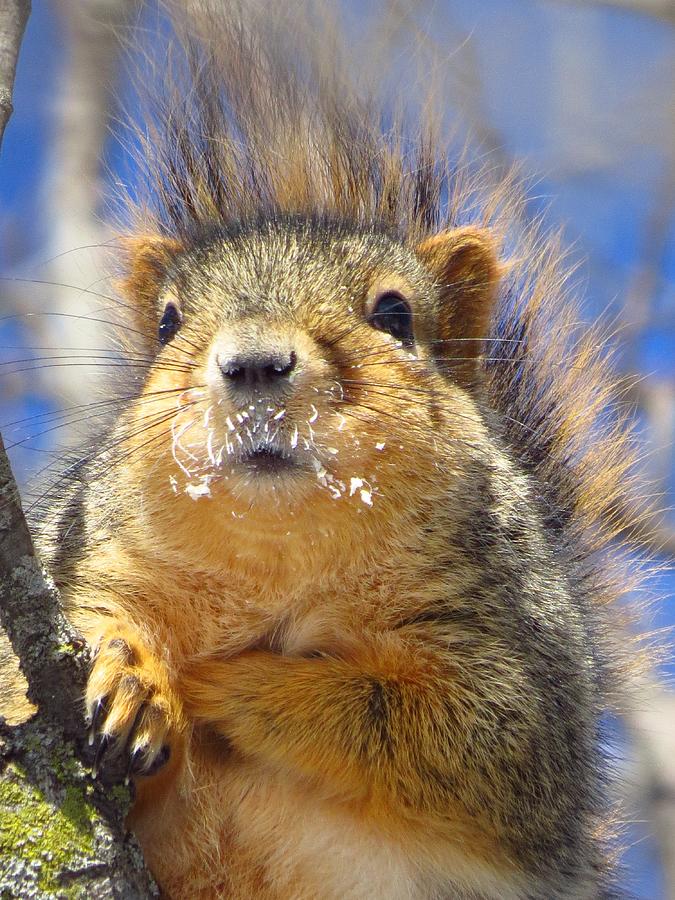 Squirrel Photograph - Frosted Mustache by Lori Frisch