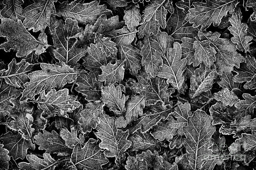 Frosted Oak Leaves Pattern Photograph by Tim Gainey