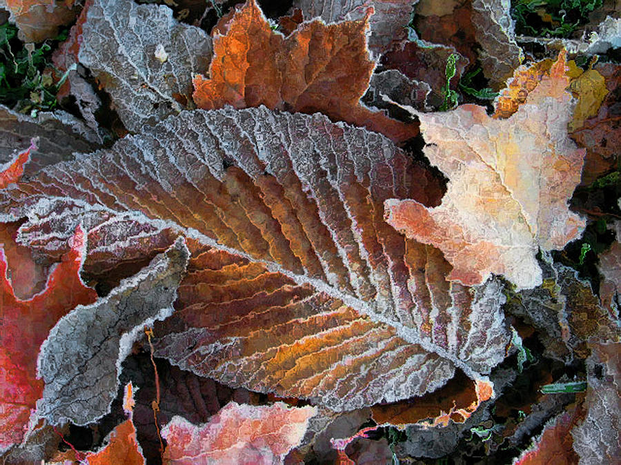Frosted Painted Leaves Photograph by Shari Jardina
