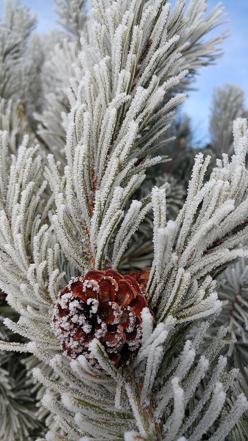 Frosted Pine Cone Photograph by Jennifer Forsyth