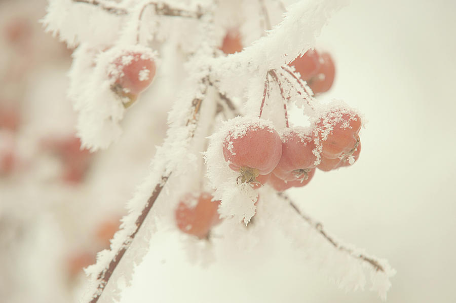 Frosted Red Apples. Gentle Winter Photograph by Jenny Rainbow