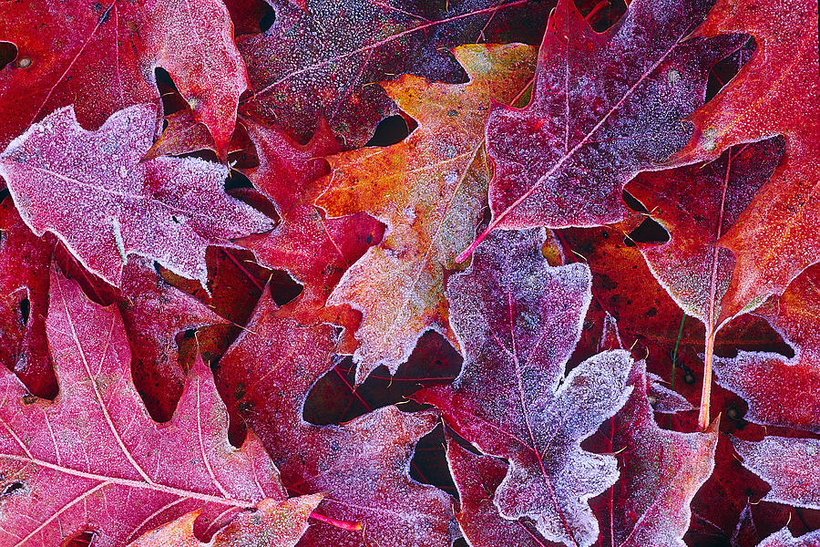 Frosted Red Oak Leaves Photograph by Tony Beck