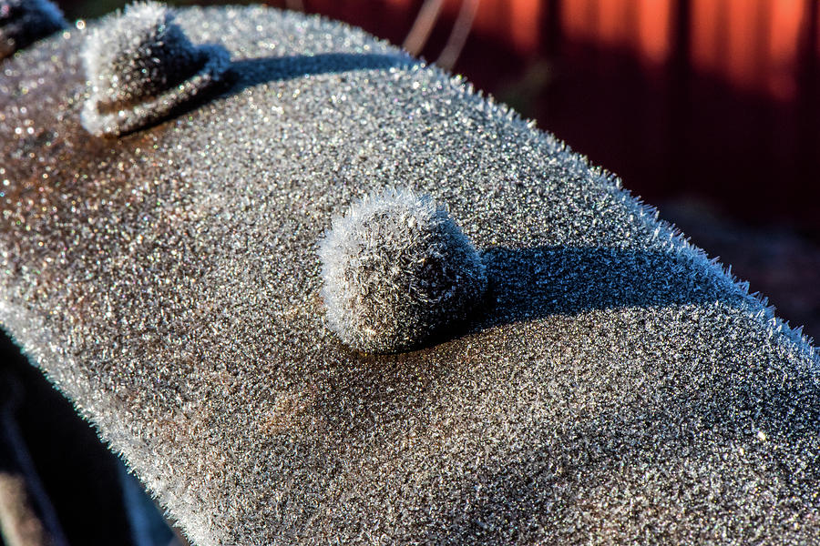 Frosted Rivet Photograph by Paul Freidlund