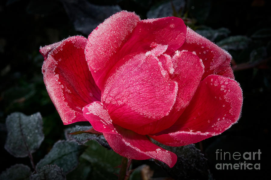 Rose Photograph - Frosted Rose by Lois Bryan