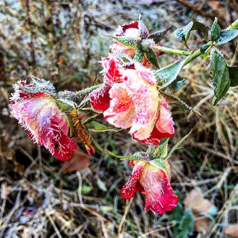 Frosted Roses 🌹🌹 #pocket_pretty Photograph by Yvonne Thomas