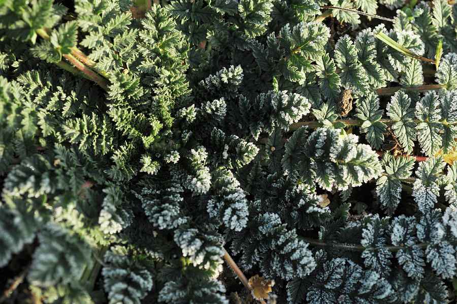 Frosted Rosette of Lacy Leaves Photograph by Jenny Rainbow