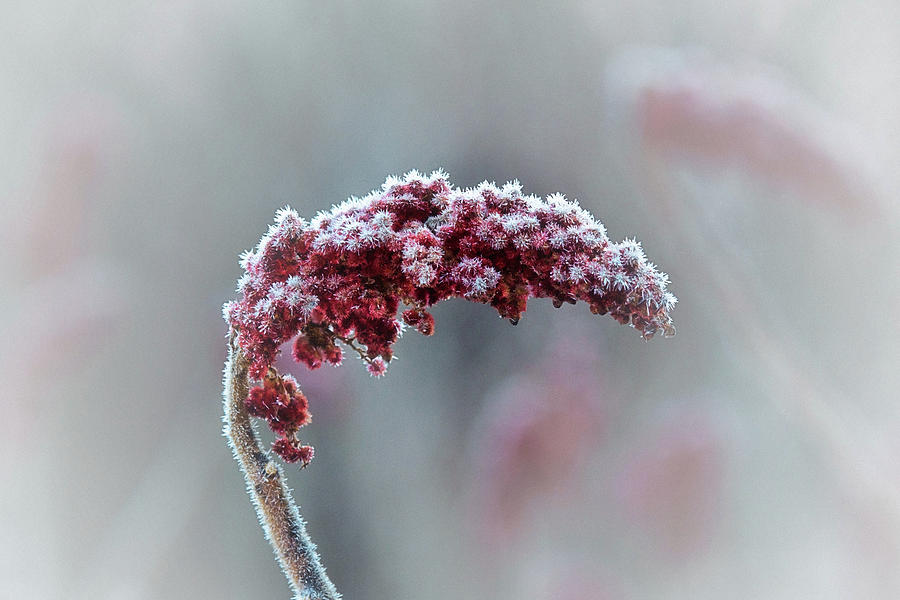 Staghorn Sumac Photograph - Frosted Staghorn Sumac by Sue Capuano
