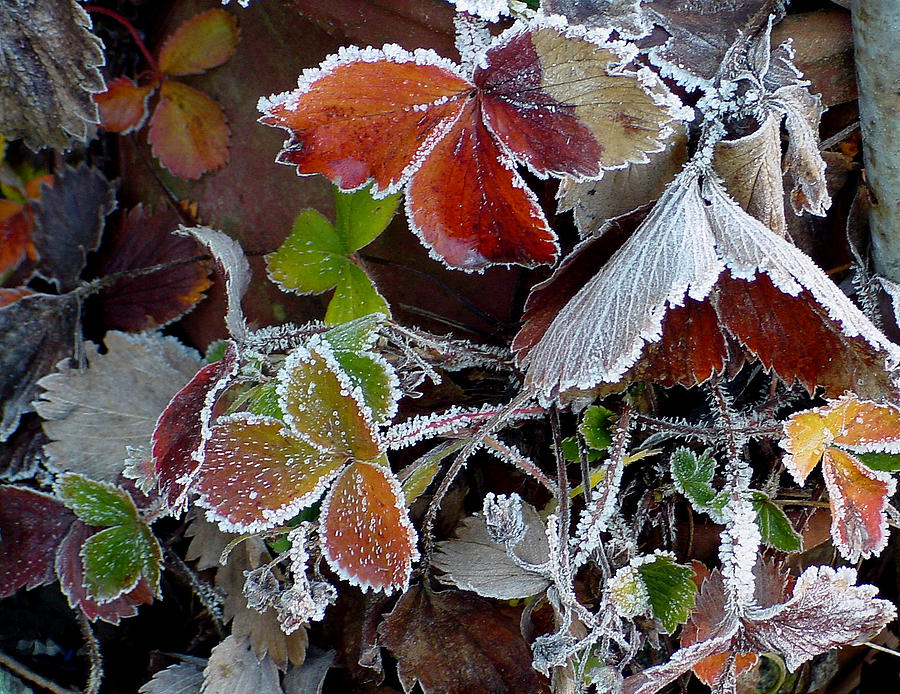 Frosted Strawberries Photograph by Shirley Heyn