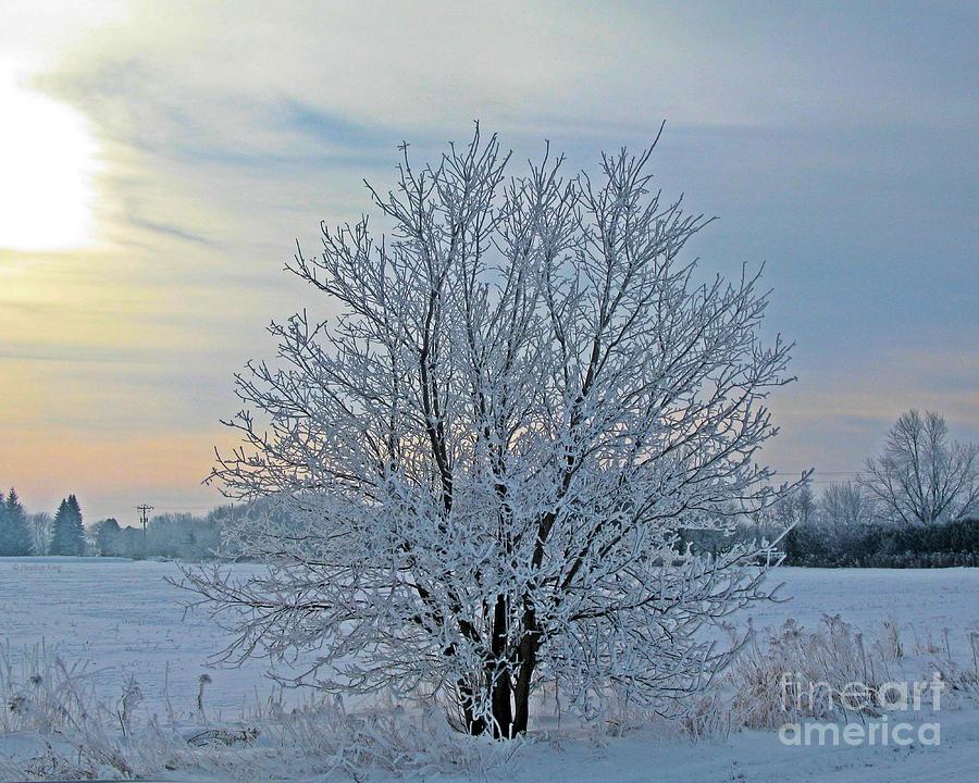 Frosted Sunrise Photograph by Heather King