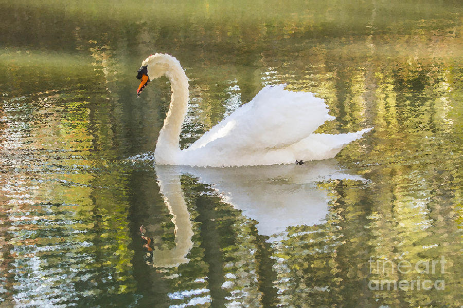 Swan Photograph - Frosted Swan by Geraldine DeBoer