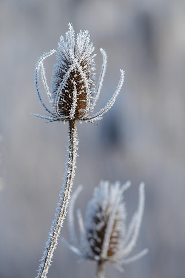 Frosted Teasel Photograph by Angie Vogel