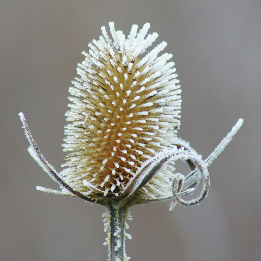 Frosted Teasel Photograph by Nikolyn McDonald