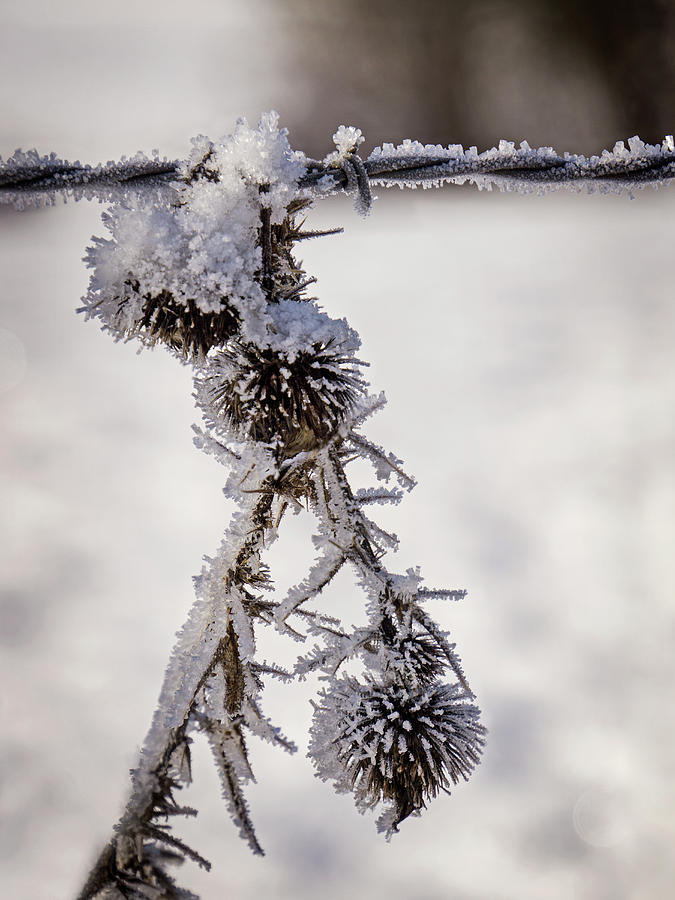 Frosted Thistle Photograph by Inge Riis McDonald