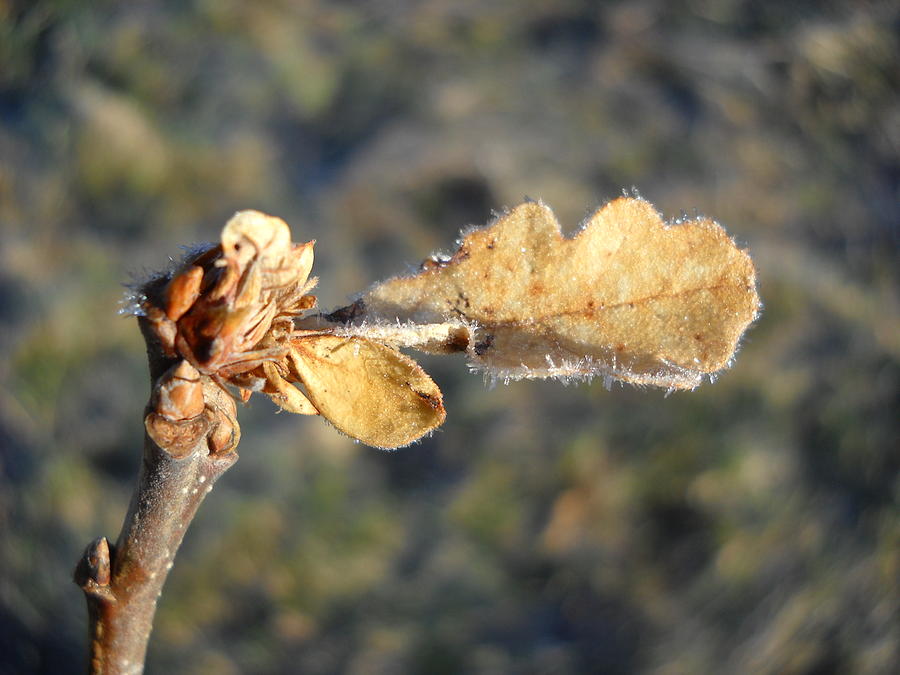Frosted Tiny Oak Sapling Photograph by Kent Lorentzen