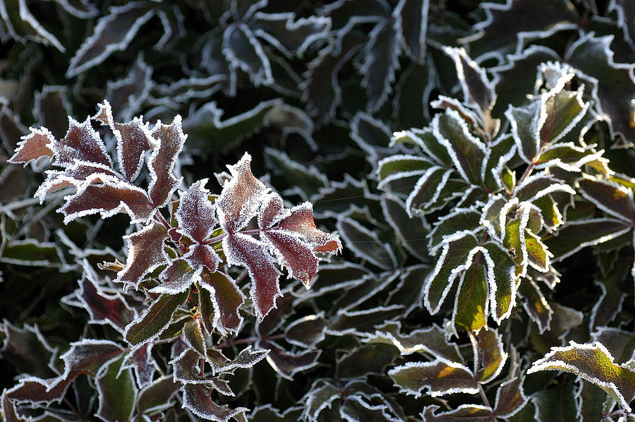 Frosted Tips Photograph by DArcy Evans