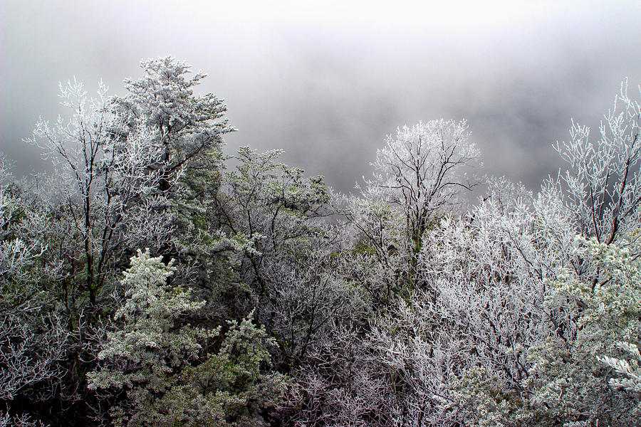 Frosted Tops Photograph by Mike Eingle