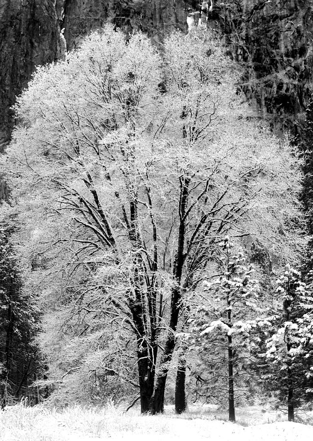 Frosted Tree Yosemite Valley  Photograph by Lawrence Knutsson