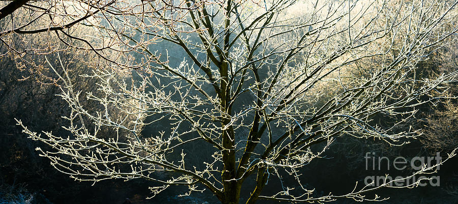 Frosted trees Photograph by Colin Rayner