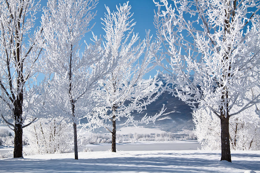 Frosted Trees in Ogden Valley Utah Photograph by Douglas Pulsipher