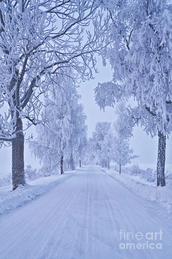 Frosted Trees Photograph
