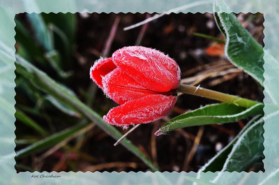 Frosted Tulip Photograph by Kae Cheatham