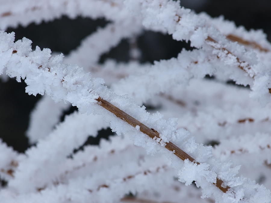 Frosted Twigs Photograph by DeeLon Merritt