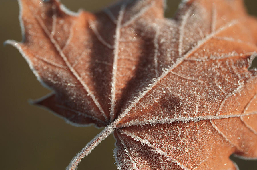Fall Photograph - Frosted Veins of the Maple Leaf by Jenny Rainbow