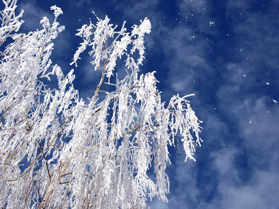 Frosted Weeping Willow Photograph by DeeLon Merritt