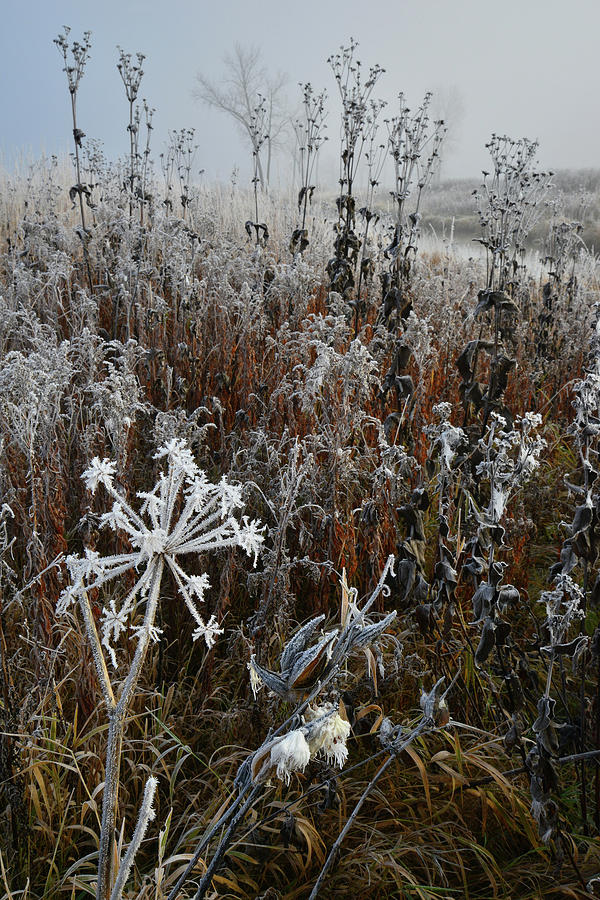 Frosted Wildflowers along Nippersink in Glacial Park Photograph by Ray Mathis