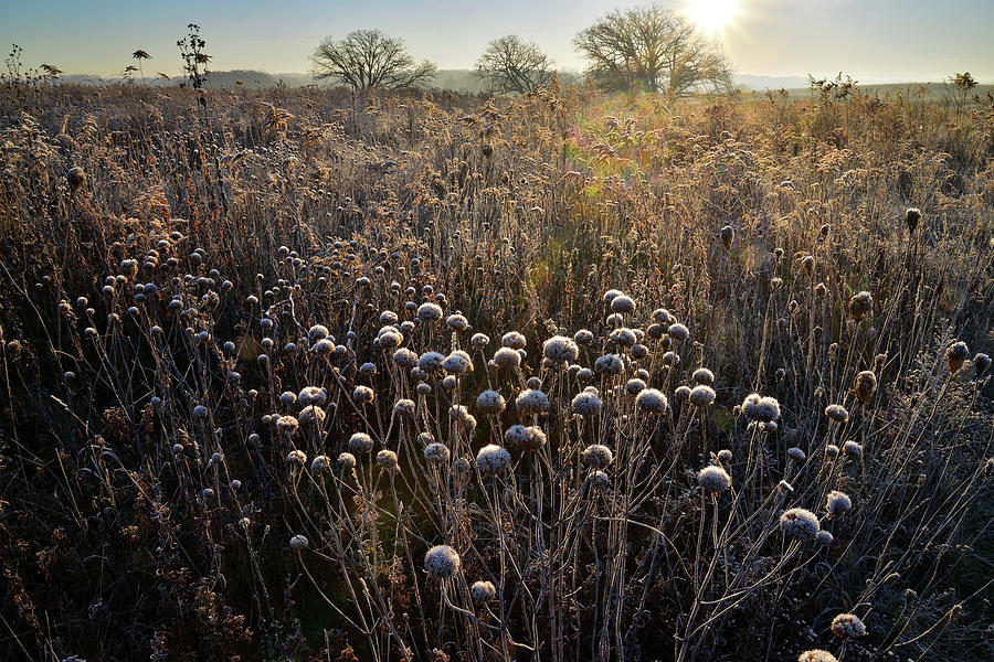 Frosted Wildflowers at Prairieview Education Center Photograph by Ray Mathis