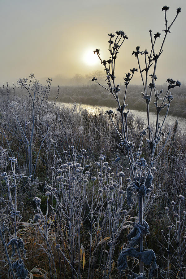 Frosted Wildflowers on Nippersink Creek on a Fall Morning Photograph by Ray Mathis