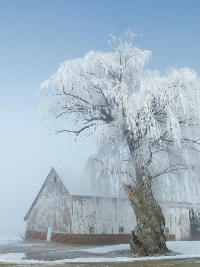 Frosted Willow  Photograph by Lori Frisch
